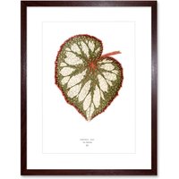Artery8 Wall Art Print Leaf Begonia Rex Nebulosa Art Framed 9x7 inch in Brown | Size: W7" x H9"