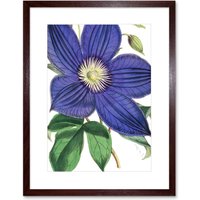 Artery8 Wall Art Print Big Purple Clematis Flower Art Framed 9x7 inch in Brown | Size: W7" x H9"