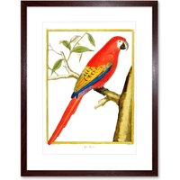 Artery8 Wall Art Print Bird Red Parrot Art Framed 9x7 inch in Brown | Size: W7" x H9"