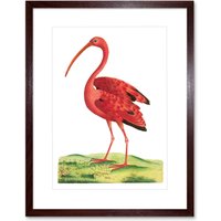 Artery8 Wall Art Print Bird Scarlet Ibis Art Framed 9x7 inch in Brown | Size: W7" x H9"