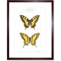 Artery8 Wall Art Print Butterflies Black & Yellow Art Framed 9x7 inch in Brown | Size: W7" x H9"