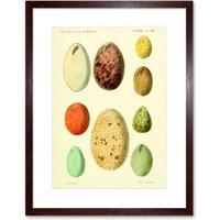 Artery8 Wall Art Print French Eggs Vintage Art Framed 9x7 inch in Brown | Size: W7" x H9"