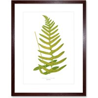 Artery8 Wall Art Print Fern Polypodium Vulgare Art Framed 9x7 inch in Brown | Size: W7" x H9"