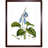Artery8 Wall Art Print Flower Blue Day Lily Hemerocallis Caerulea Art Framed 9x7 inch in Brown | Size: W7" x H9"