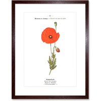 Artery8 Wall Art Print Flower Poppy Coquelicot Papaver Rhoeas Art Framed 9x7 inch in Brown | Size: W7" x H9"