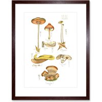 Artery8 Wall Art Print Fungus Mushrooms Concalus Oreades Art Framed 9x7 inch in Brown | Size: W7" x H9"