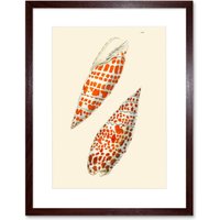 Artery8 Wall Art Print Seashell Orange Spotted Conical Art Framed 9x7 inch in Brown | Size: W7" x H9"