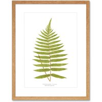 Artery8 Wall Art Print Fern Gymnogramma Villosa Art Framed 9x7 inch in Beige | Size: W7" x H9"