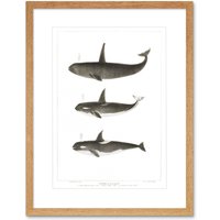 Artery8 Wall Art Print Orca Killer Whales Art Framed 9x7 inch in Beige | Size: W7" x H9"