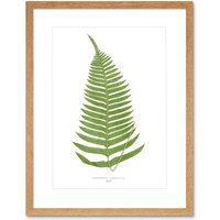 Artery8 Wall Art Print Fern Polypodium Catharinae Art Framed 9x7 inch in Beige | Size: W7" x H9"