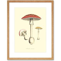 Artery8 Wall Art Print Fungus Amanita Muscaria Fly Agaric Magic Mushroom Art Framed 9x7 inch in Beige | Size: W7" x H9"