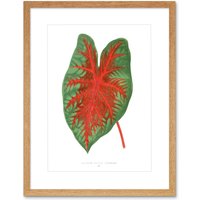 Artery8 Wall Art Print Leaf Caladium Bicolor Spendens Art Framed 9x7 inch in Beige | Size: W7" x H9"