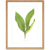 Artery8 Wall Art Print Leaf Convallaria Majalis Variegata Art Framed 9x7 inch in Beige | Size: W7" x H9"