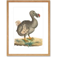 Artery8 Wall Art Print Bird Dodo Vintage Art Framed 9x7 inch in Beige | Size: W7" x H9"