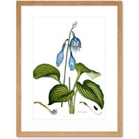 Artery8 Wall Art Print Flower Blue Day Lily Hemerocallis Caerulea Art Framed 9x7 inch in Beige | Size: W7" x H9"