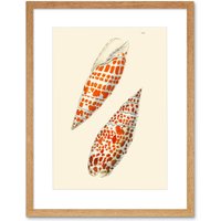Artery8 Wall Art Print Seashell Orange Spotted Conical Art Framed 9x7 inch in Beige | Size: W7" x H9"
