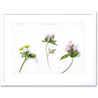 Artery8 Wall Art Print Marigold Geranium Trillium Art Framed 9x7 inch in White | Size: W7" x H9"