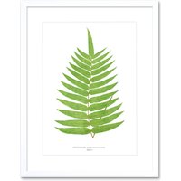 Artery8 Wall Art Print Fern Polypodium Albo Punctatum Art Framed 9x7 inch in White | Size: W7" x H9"