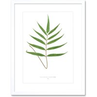 Artery8 Wall Art Print Fern Polypodium Grandidens Art Framed 9x7 inch in White | Size: W7" x H9"