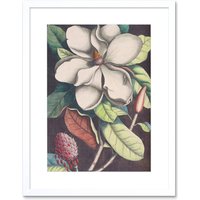 Artery8 Wall Art Print Flower Magnolia Botany Art Framed 9x7 inch in White | Size: W7" x H9"