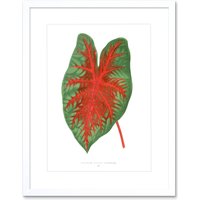Artery8 Wall Art Print Leaf Caladium Bicolor Spendens Art Framed 9x7 inch in White | Size: W7" x H9"