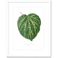 Artery8 Wall Art Print Leaf Cissus Porphyrophyllus Art Framed 9x7 inch in White | Size: W7" x H9"