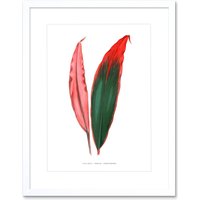 Artery8 Wall Art Print Leaf Dracaena Ferrea Versicolor Art Framed 9x7 inch in White | Size: W7" x H9"