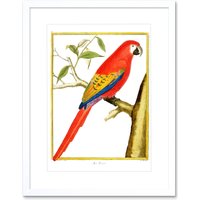 Artery8 Wall Art Print Bird Red Parrot Art Framed 9x7 inch in White | Size: W7" x H9"