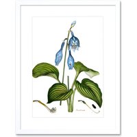 Artery8 Wall Art Print Flower Blue Day Lily Hemerocallis Caerulea Art Framed 9x7 inch in White | Size: W7" x H9"