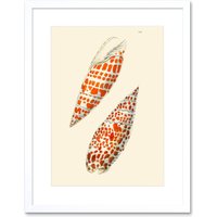 Artery8 Wall Art Print Seashell Orange Spotted Conical Art Framed 9x7 inch in White | Size: W7" x H9"