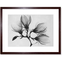 Artery8 Wall Art Print Magnolia Branch Xray Photo Art Black Framed 9x7 inch in Brown | Size: W7" x H9"