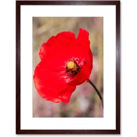 Artery8 Wall Art Print Bright Poppy Photo Art Black Framed 9x7 inch in Brown | Size: W7" x H9"