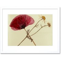Artery8 Wall Art Print Dried Poppy Daisy Flower Art Black Framed 9x7 inch in White | Size: W7" x H9"