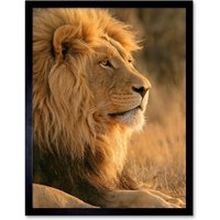 Artery8 Wall Art Print African Lion Sitting in the Sun Jungle King Animal Portrait Photograph Art Framed in Brown | Size: W12" x H16"