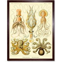 Artery8 Wall Art Print Ernst Haeckel Octopus Squid Gamochonia Biology Sea Animal Nature Germany Vintage Art Framed in Brown | Size: W12" x H16"