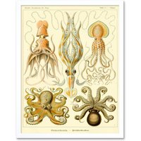 Artery8 Wall Art Print Ernst Haeckel Octopus Squid Gamochonia Biology Sea Animal Nature Germany Vintage Art Framed in White | Size: W12" x H16"