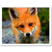 Artery8 Wall Art Print Baby Fox Portrait Cute Woodland Animal Wildlife Nature Photograph Art Framed in White | Size: W12" x H16"