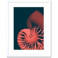 Artery8 Wall Art Print Pink Seashell Nautilus Artwork Framed 9X7 Inch in White | Size: W7" x H9"