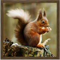 Artery8 Wall Art Print Trimming Red Squirrel Eating Forest Nature Photo Square Framed Picture 16X16 Inch in Brown | Size: W16" x H16"