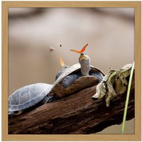 Artery8 Wall Art Print Amalavida Ecuador Butterfly Drinking Turtle Tears Photo Square Framed Picture 16X16 Inch in Light Oak | Size: W16" x H16"