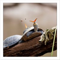 Artery8 Wall Art Print Amalavida Ecuador Butterfly Drinking Turtle Tears Photo Square Framed Picture 16X16 Inch in White | Size: W16" x H16"