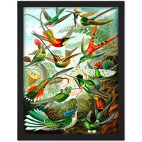 Artery8 Wall Art Print Haeckel Plate 99 Hummingbirds Large Framed Wall Décor Art in Black | Size: W18" x H24"