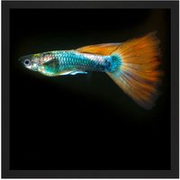 Artery8 Wall Art Print Warby Guppy Fish Sea Ocean Photo Square Framed Picture 16X16 Inch in Black | Size: W16" x H16"