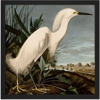 Artery8 Wall Art Print Audubon Birds Snowy Heron Painting Square Framed Picture 16X16 Inch in Black | Size: W16" x H16"