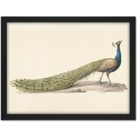 Artery8 Wall Art Print Pieter Pietersz Barbiers Blue Peacock Still Life Large Framed Wall Décor Art in Light Oak | Size: W18" x H24"