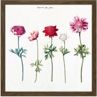 Artery8 Wall Art Print Five Studies Of Anemones Pretty Flowers Drawing Square Framed Picture 16X16 Inch in Brown | Size: W16" x H16"