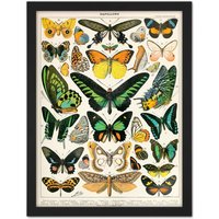Artery8 Wall Art Print Millot Encyclopedia Page Moths Butterflies Large Framed Wall Décor Art in Black | Size: W18" x H24"