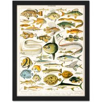 Artery8 Wall Art Print Millot Encyclopedia Page Variety Sea Fish Large Framed Wall Décor Art in Black | Size: W18" x H24"