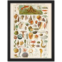 Artery8 Wall Art Print Millot Encyclopedia Page Shells Molluscs Large Framed Wall Décor Art in Light Oak | Size: W18" x H24"