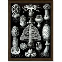 Artery8 Nature Ernst Haeckel Fungus Mushroom Toadstool Botanical A4 Artwork Framed Wall Art Print in Brown